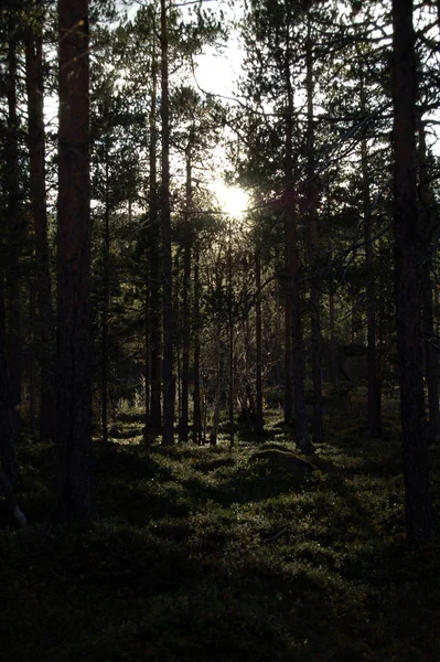 Slunce Tmavém Lese — Stock fotografie