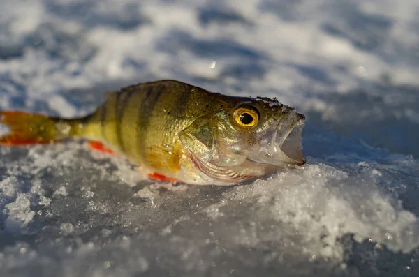 Pesca Hielo Principios Primavera Rusia Central — Foto de Stock