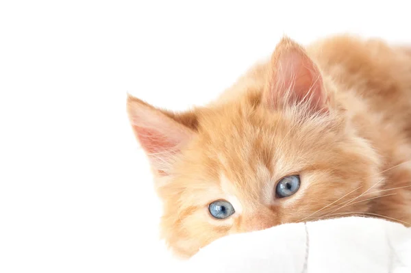 Modrooký Kotě Closeup Bílým Textem Prostoru — Stock fotografie