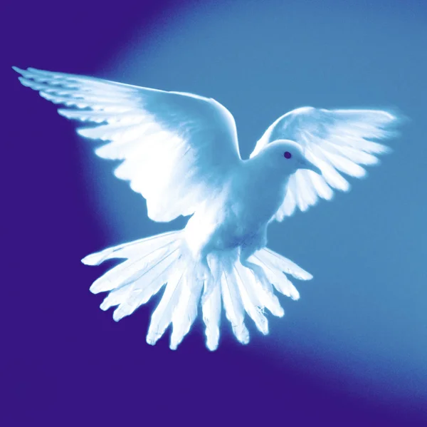 White Dove Flying Front Colored Background — Stock Photo, Image