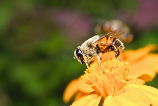 Egy Méh Egy Sárga Virág Eszik Nektárok — Stock Fotó