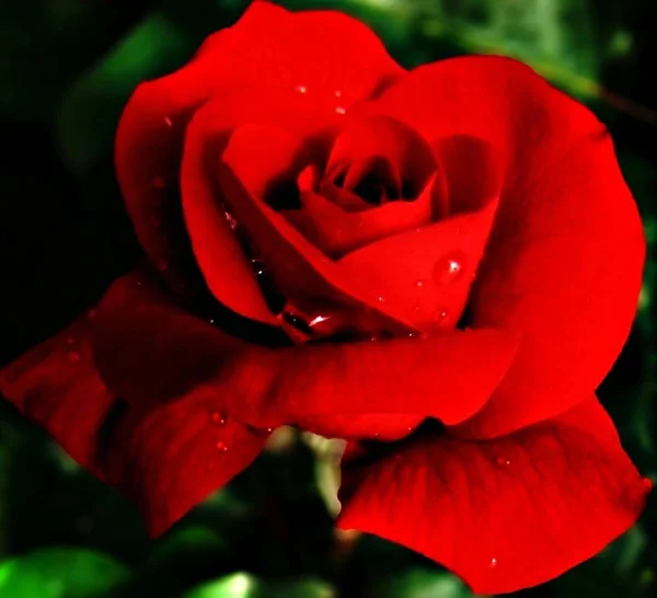 Jasny Piękny Kwiat Róży Światło Dzienne Zbliżenie — Zdjęcie stockowe