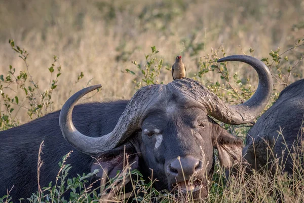 Buvol Africký Červenou Účtoval Oxpecker Hrají Kameru Kruger National Park — Stock fotografie