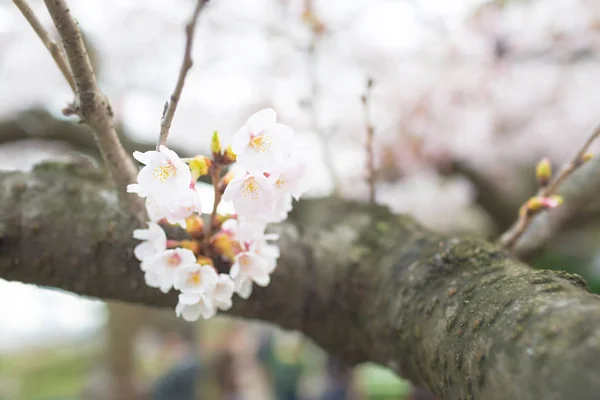 Sakura Mekar Tokyo — Stok Foto