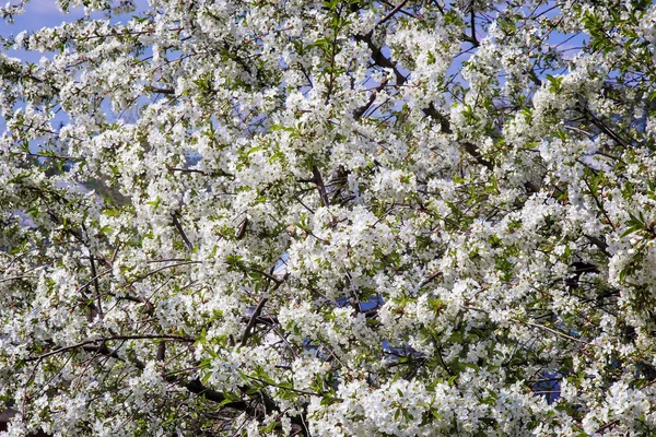 Rama Cerezo Con Gran Número Flores Blancas Contra Cielo Azul — Foto de Stock