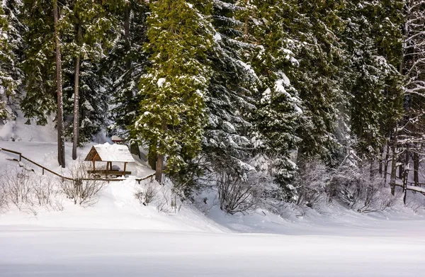 Alcove Snowy Spruce Forest Lovely Winter Scenery — Stock Photo, Image