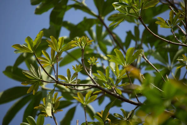 Hoja Joven Árbol Pizarra Árbol Del Diablo Alstonia Scholaris Linn — Foto de Stock