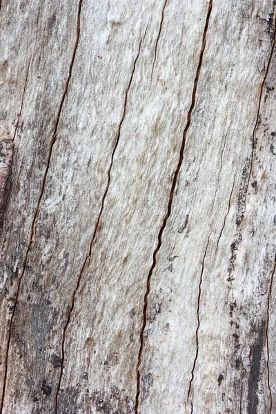 Γαρύφαλλο Δέντρο Υφή Πλήρες Πλαίσιο Στη Φύση — Φωτογραφία Αρχείου