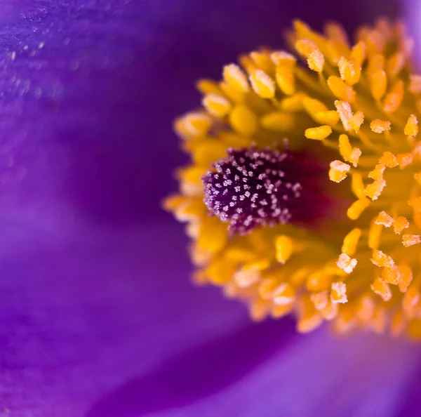 Macro Violet Jaune Une Fleur Coquelicot — Photo