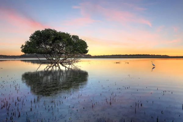 Mangrove Träd Och Vita Hägrar Typ Heron Morgonen Visar Mangrover — Stockfoto