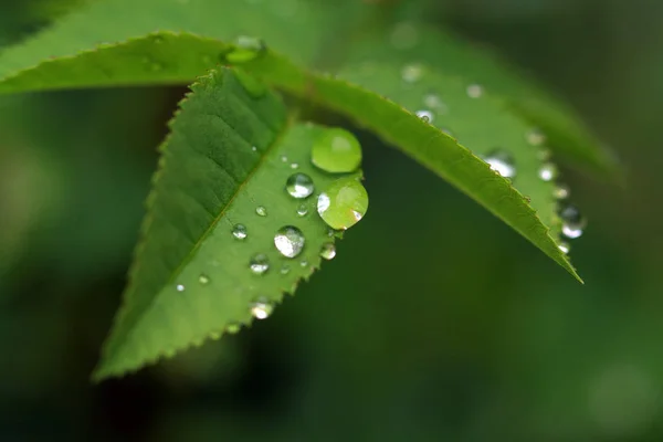 Chuva Pingou Erva Verde — Fotografia de Stock