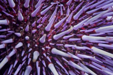 Purple Sea Urchin (Strongylocentrotus purpuratus) they feed on algae and are found in depths up to 30ft.  Little Scorpion, Santa Cruz, Channel Islands clipart