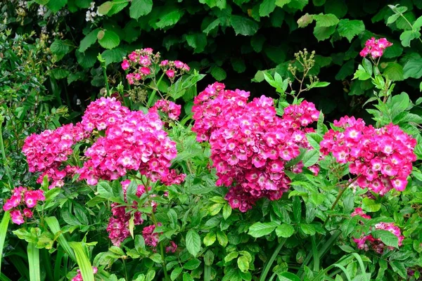 Grand Groupe Fleurs Violettes — Photo