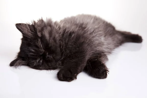 Pequeño Gatito Británico Lindo Tema Colorido Mascota — Foto de Stock