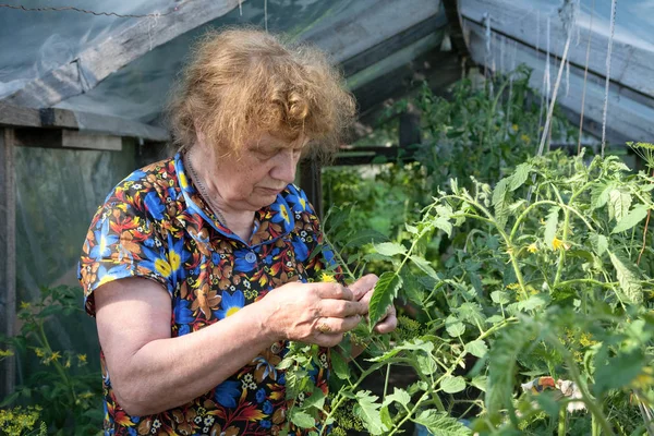 Old Woman Hothouse Examines Flowers Tomatoes — Stock Photo, Image