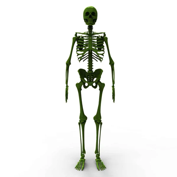 Joke skeleton : 1 533 images, photos de stock, objets 3D et images  vectorielles