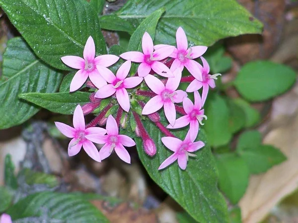 Tomei Primeiramente Este Tiro Para Beleza Pura Das Flores Mas — Fotografia de Stock