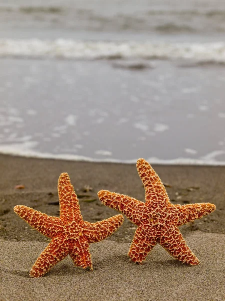 Dos Estrellas Mar Costa Con Olas Fondo — Foto de Stock