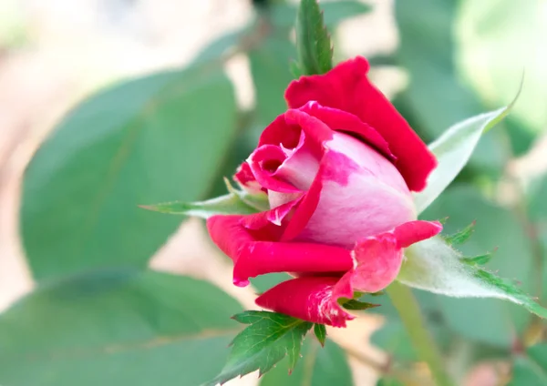 特写镜头美丽的年轻红玫瑰在花园中 选择性的焦点 — 图库照片