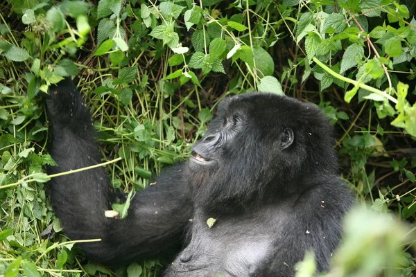 Gorila Salvaje Rwanda Africa Tropical Forest — Foto de Stock