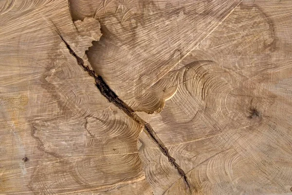 Background Truncated Wood Trunk Section Texture — Stock Photo, Image