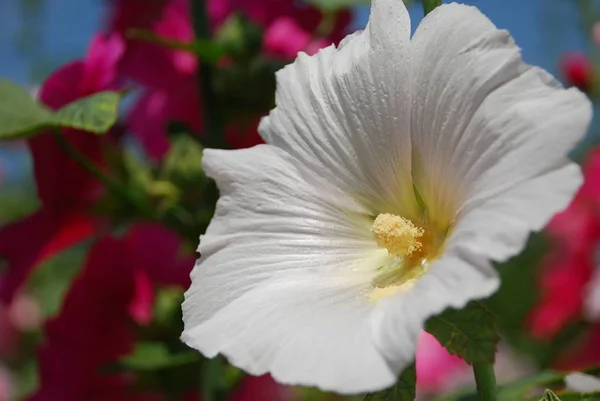 Белая Красивая Китайская Роза Саду — стоковое фото