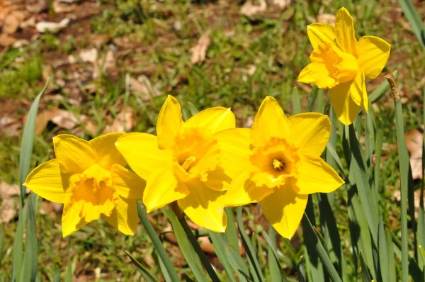 Narcisos Hubbard Park Meriden Connecticut —  Fotos de Stock