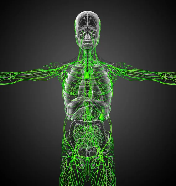 Göra Medicinsk Illustration Lymfsystemet Front View — Stockfoto