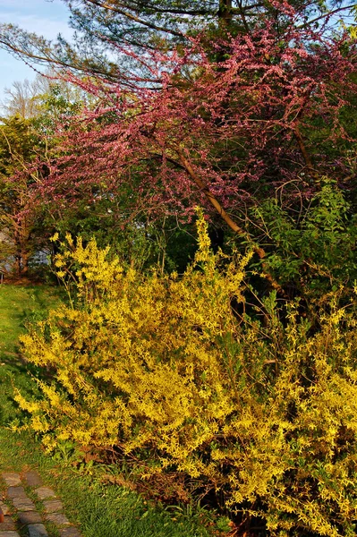 Kleurrijke Struiken Bij Zonsondergang Lente — Stockfoto