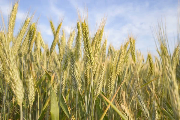 Jordbruksområdet Natur Och Jordbruk Farming Serien — Stockfoto