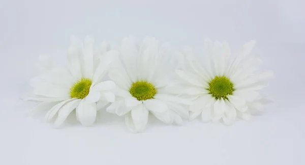 Tres Flores Blancas Fila — Foto de Stock