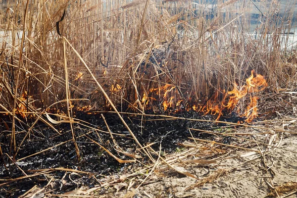 Strong fire in the forest on the lake. A lot of smoke on the background of the trees. Ashes, and fire on dry grass, close-up. Large black burned area on the river bank