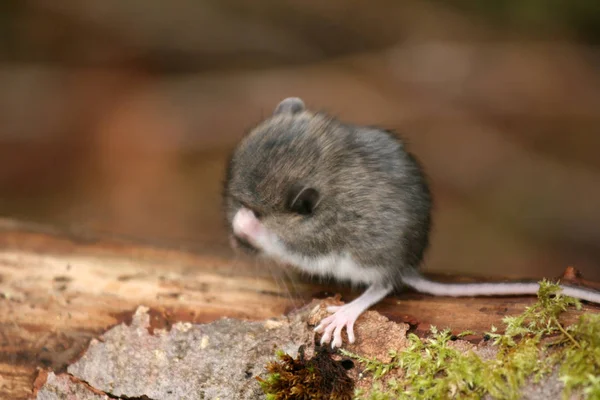 Mulot Pictures Mulot Stock Photos Images Depositphotos