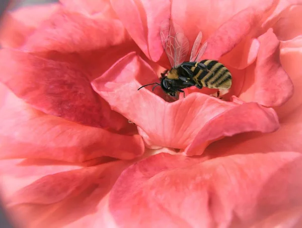 Bij Vliegt Naar Bloem Een Mooie Rode Roos — Stockfoto