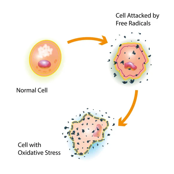 フリーラジカルの攻撃によって引き起こされる健康な細胞の酸化ストレス — ストック写真
