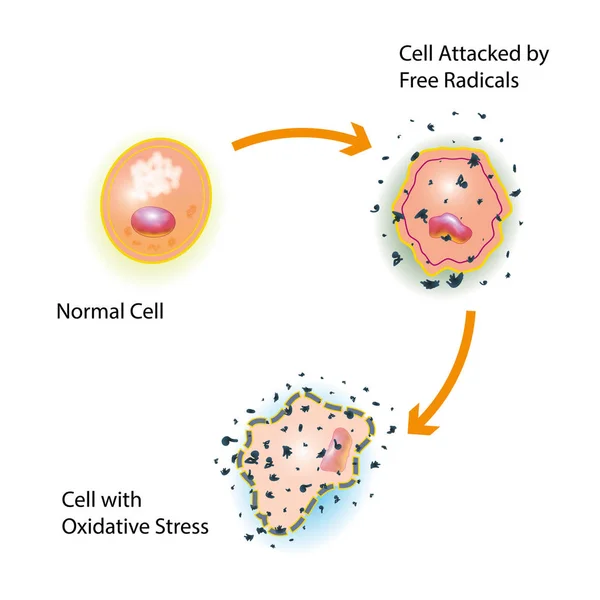 Stress Oxydatif Une Cellule Saine Causé Par Une Attaque Radicaux — Photo