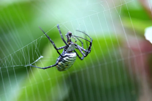 带状花园蜘蛛雌阿焦佩三法西亚塔在网络 — 图库照片