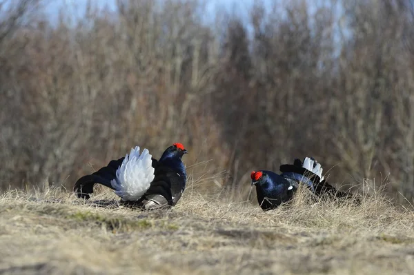 Lekking Black Grouse Lyrurus Tetrix Retrato Manhã Cedo — Fotografia de Stock