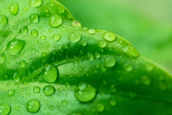 Droppar Vatten Gröna Blad Macro Närbild — Stockfoto