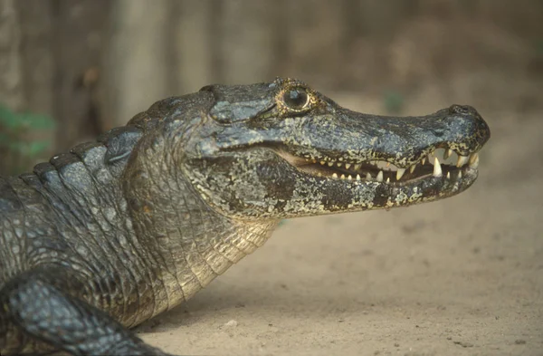 Close Cabeça Mandíbulas Uma Caimão Pantanal Brasileiro — Fotografia de Stock