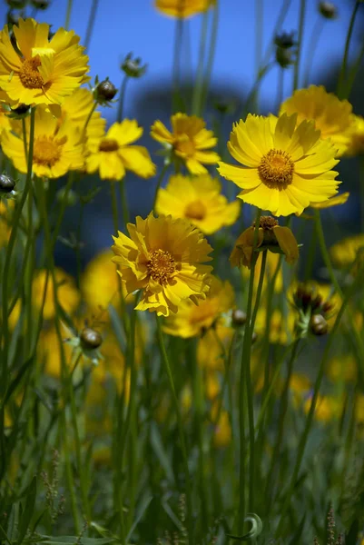 Sárga Vadvirágok Nyílt Területen — Stock Fotó