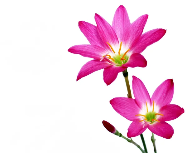 Růžová Květina Izolované Bílém Pozadí — Stock fotografie