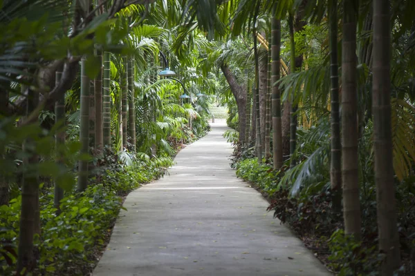 Weg Voran Mit Bäumen Auf Beiden Seiten Garten Der Natur — Stockfoto