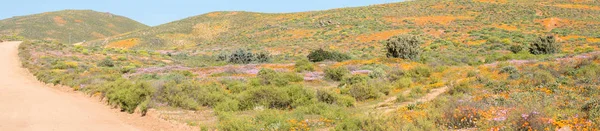 Parches Flores Silvestres Stofkraal Pequeño Pueblo Nama Cerca Bitterfontein Cabo — Foto de Stock