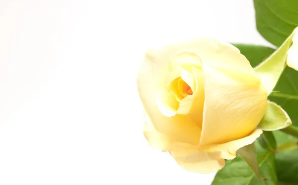 Hermosa Rosa Amarillenta Pálida Aislada Blanco — Foto de Stock