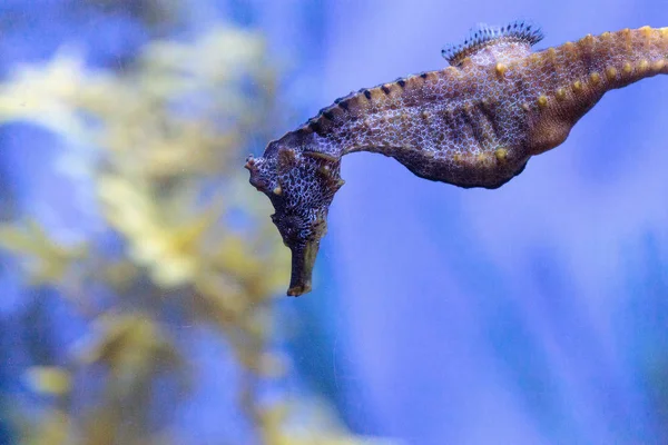 Pacific Seahorse Hippocampus Ingens Inhabit Coral Reefs Cling Structures Using — Stock Photo, Image