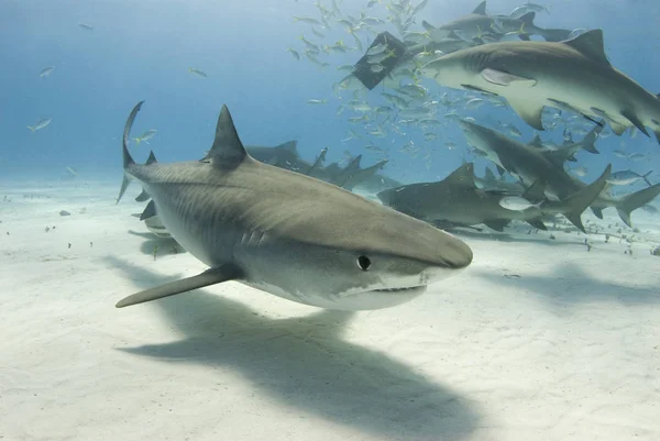 Tiger Shark Swims Camera Lemon Sharks Frenzy Share Food Background — Stock Photo, Image