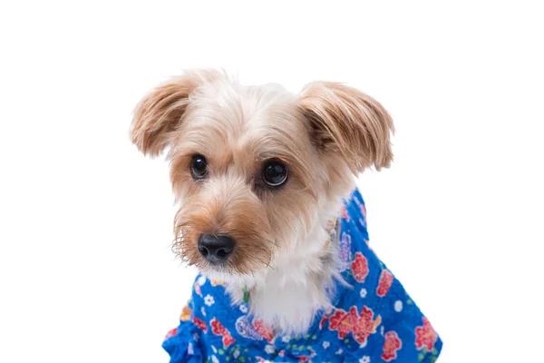 Yorkshire Terrier Che Indossa Uno Yukata Giapponese Blu — Foto Stock