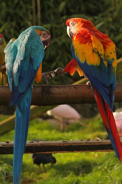 Melhores Amigos Para Sempre Araras Coloridas Mãos Dadas — Fotografia de Stock