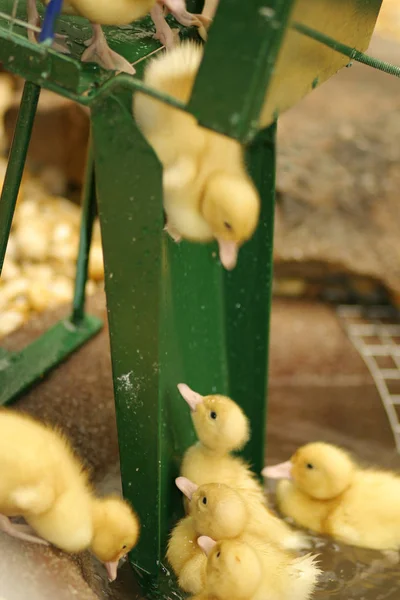 Patos Bebés Divertirem Concentre Pato Médio Parte Inferior Lâmina Patinho — Fotografia de Stock